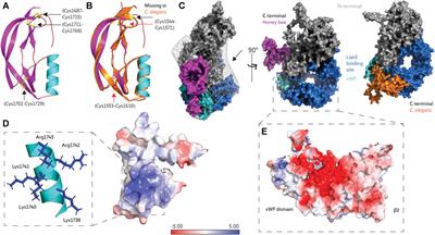 How Honey Bee Vitellogenin Holds Lipid Cargo: A Role for the C-Terminal